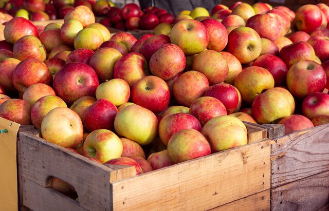 Honey Crisp Apples Nutrition : Are Honey Crisp Apples Good For You