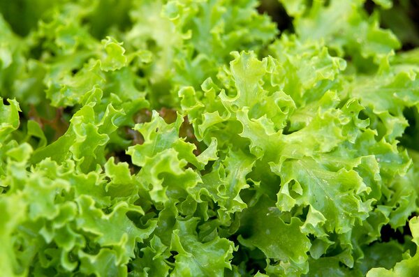 Lettuce Nutritional Value