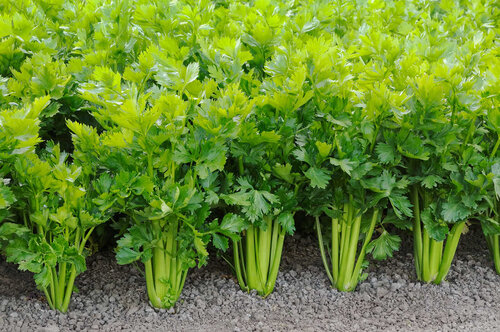 Celery Nutrition : Is Celery Good For You