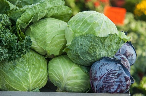 Cabbage Nutrition